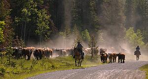 Cattle herding