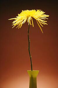 Flower in a vase