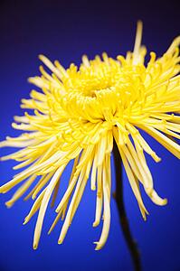 Bright yellow flower