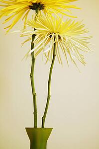 Two flowers together