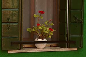 Flowers on Window Sill Island of Burano Venetian Lagoon Italy