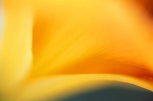 The inside of a flower