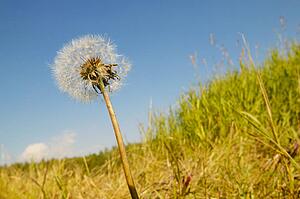 A weed