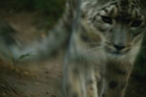 A snow leopard