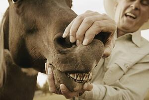 Horse showing teeth
