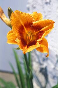 Yellow gold flower