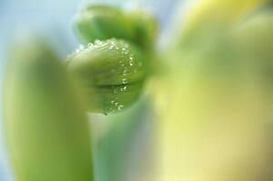 The buds on a flower