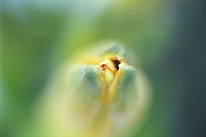 A flower bud opens