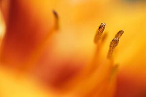 The inside of a flower