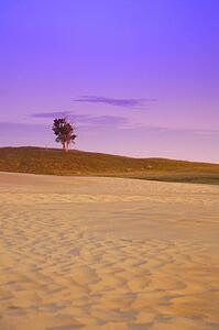 A tree in a desert