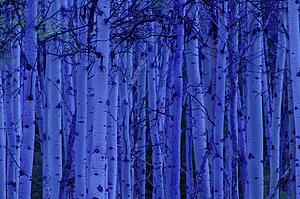 Trees at night