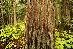Tree trunk in the forest