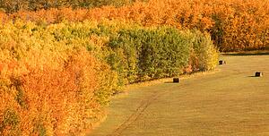 An open field with trees in autumn