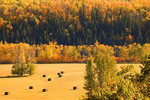 An open field with trees in autumn