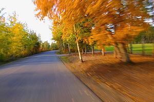 A road in autumn