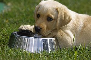 Puppy with water dish