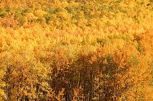 Tree tops in autumn