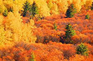 A forest of color