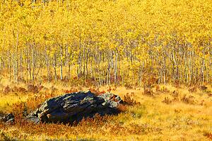 Trees in autumn