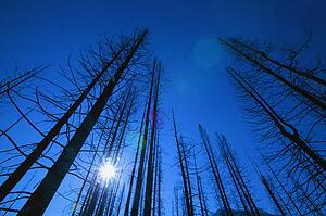 A bare forest