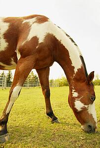 A horse grazing