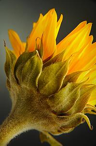 Yellow flower