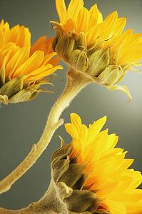 Yellow flowers