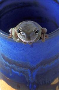 Frog on the edge of a cup