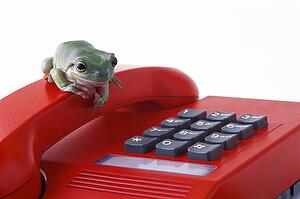 Frog on the phone