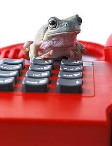 Frog on telephone keypad