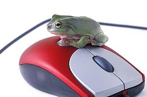 Frog sits on a mouse