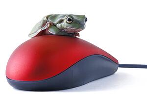 Frog sits on a mouse