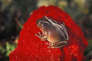 Brown frog sits