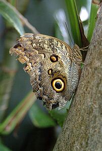 An owl moth resting on a branch