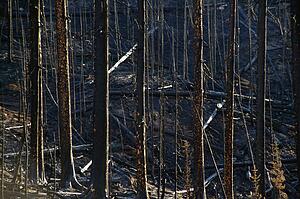 Bare trees