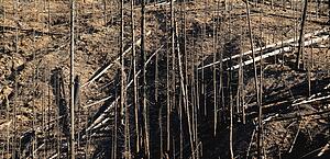 Ruins after a fire