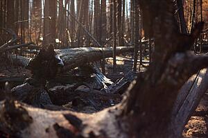 Ruins after a fire