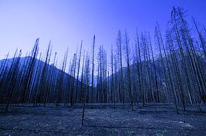 A bare forest