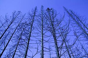 A bare forest