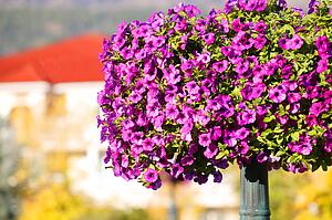 Purple flowers