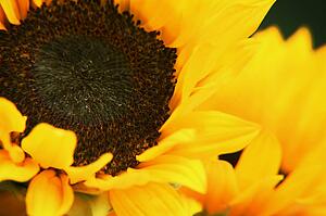 Closeup of yellow flower