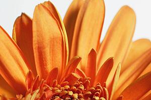 Orange flower