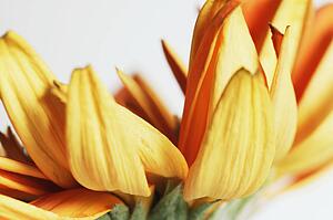 A yellow flower