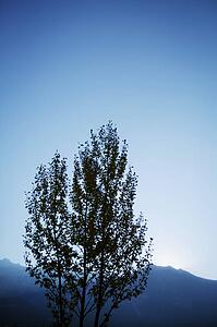 Tree with blue sky