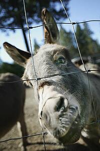 Donkey at a zoo