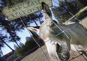 A donkey