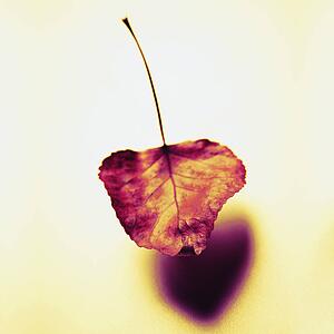 Dried leaf