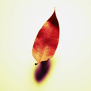 Dried leaf