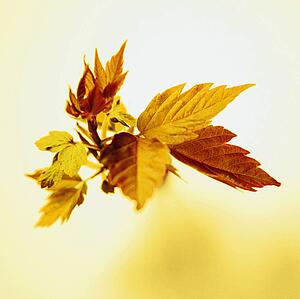 Autumn leaves