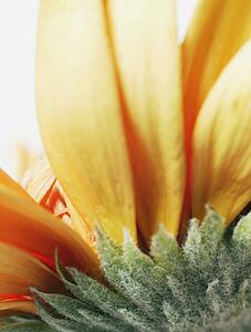 A yellow flower